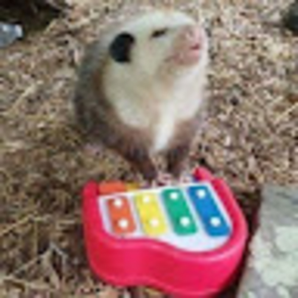 Meet your Posher, Sai